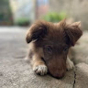 Meet your Posher, Diane